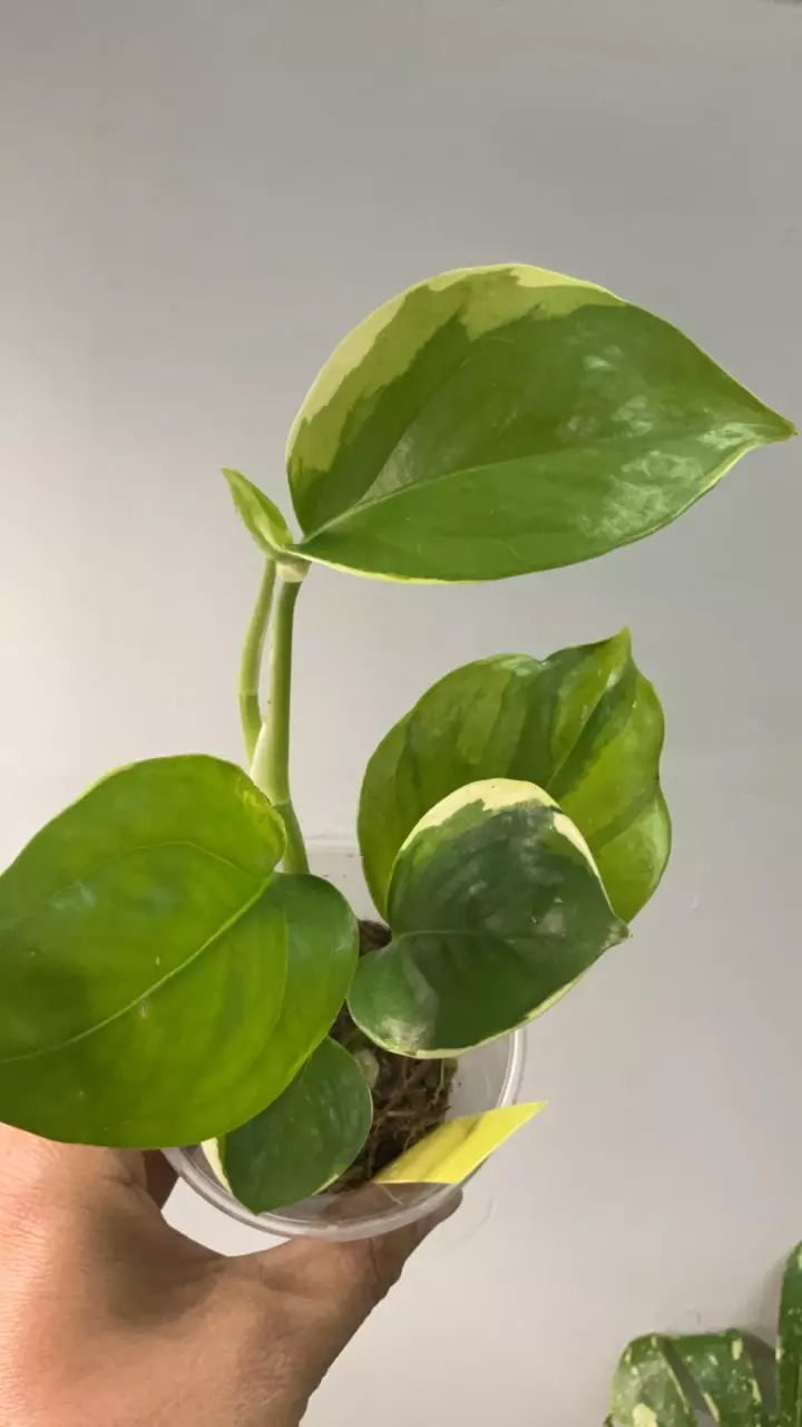 plant/3501 manjula mutation poosin-0