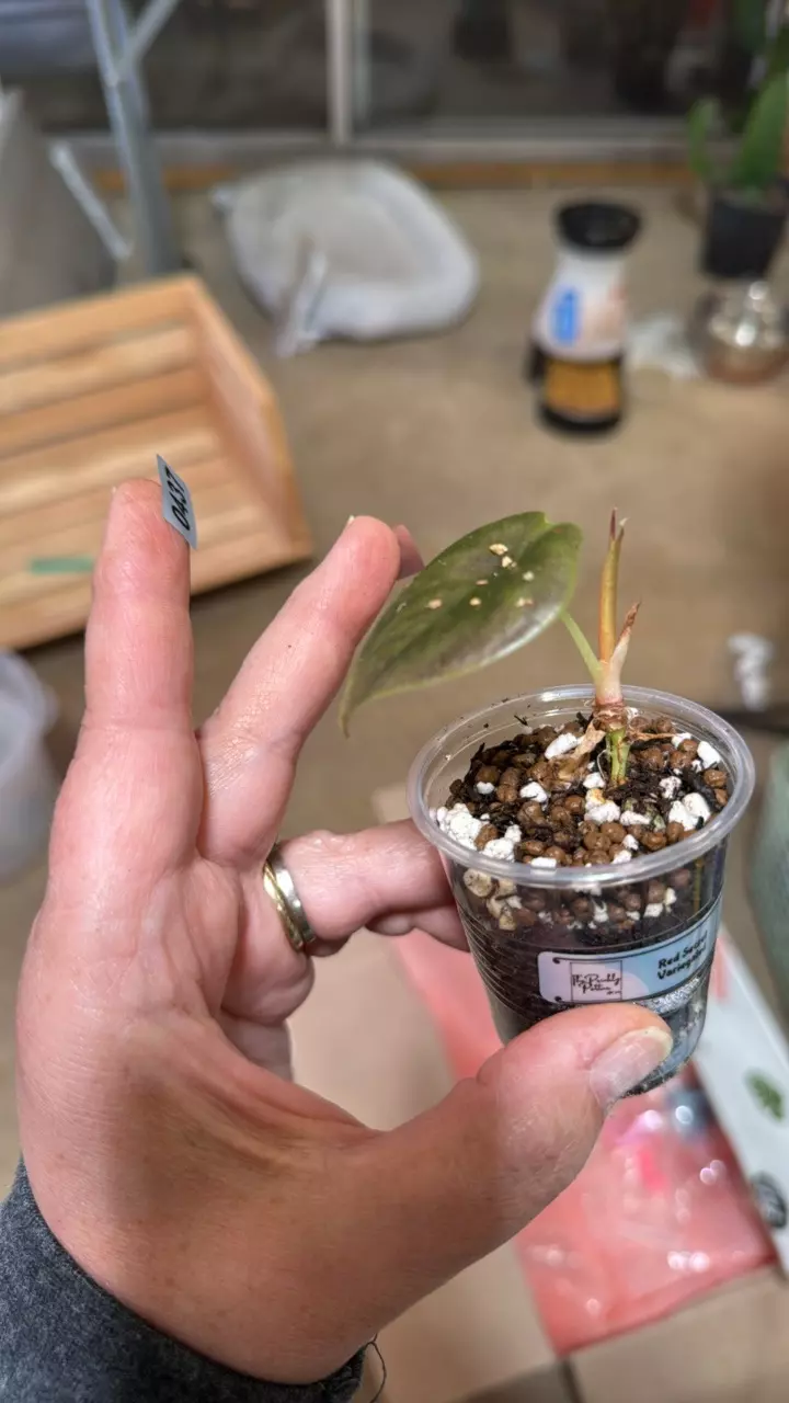 plant/438 spider cuprea red secret variegated-0