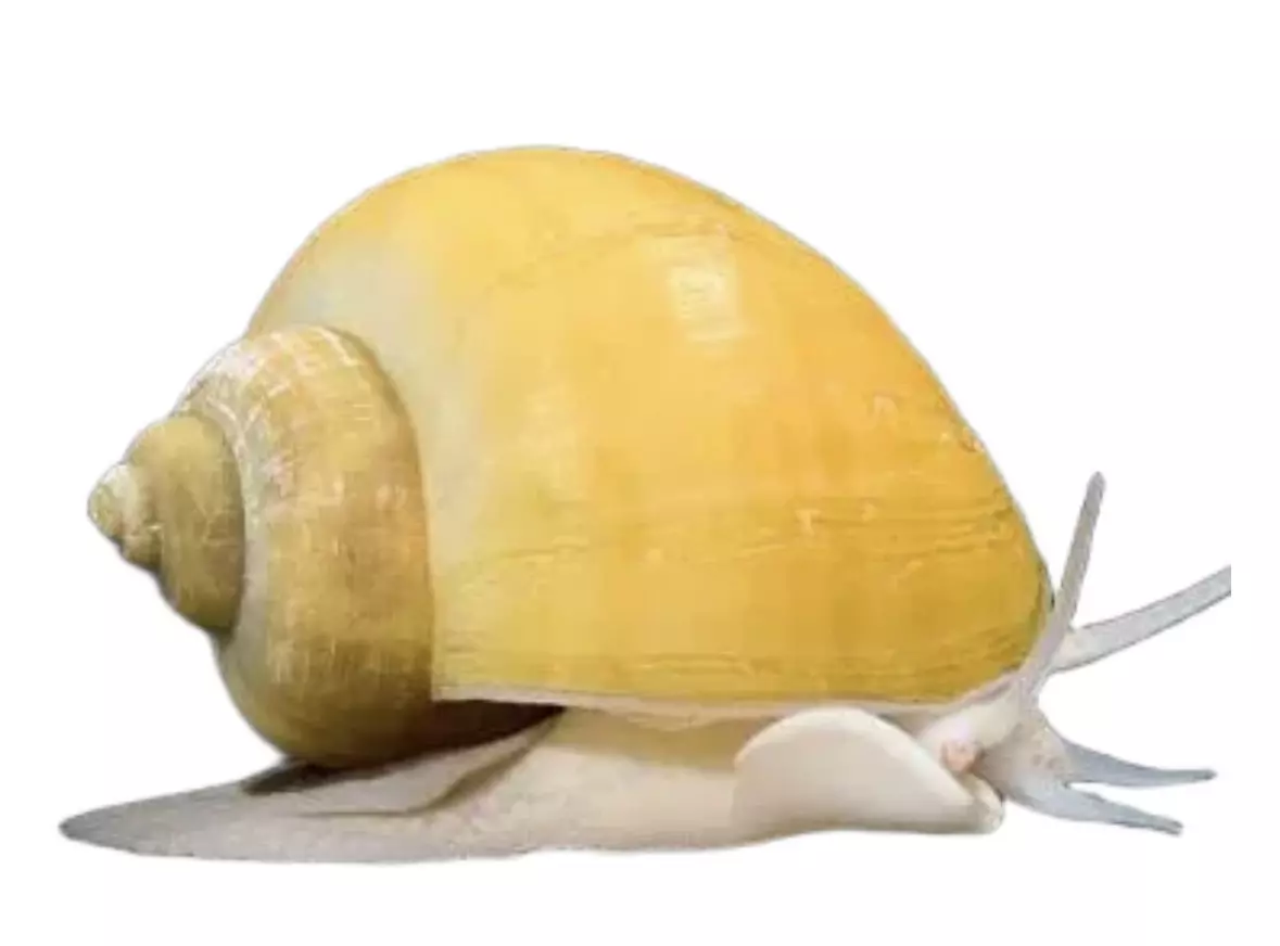 plant/Gold Mystery Snail-0