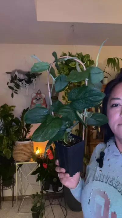 plant/Scindapsus marble jade-0-thumbnail