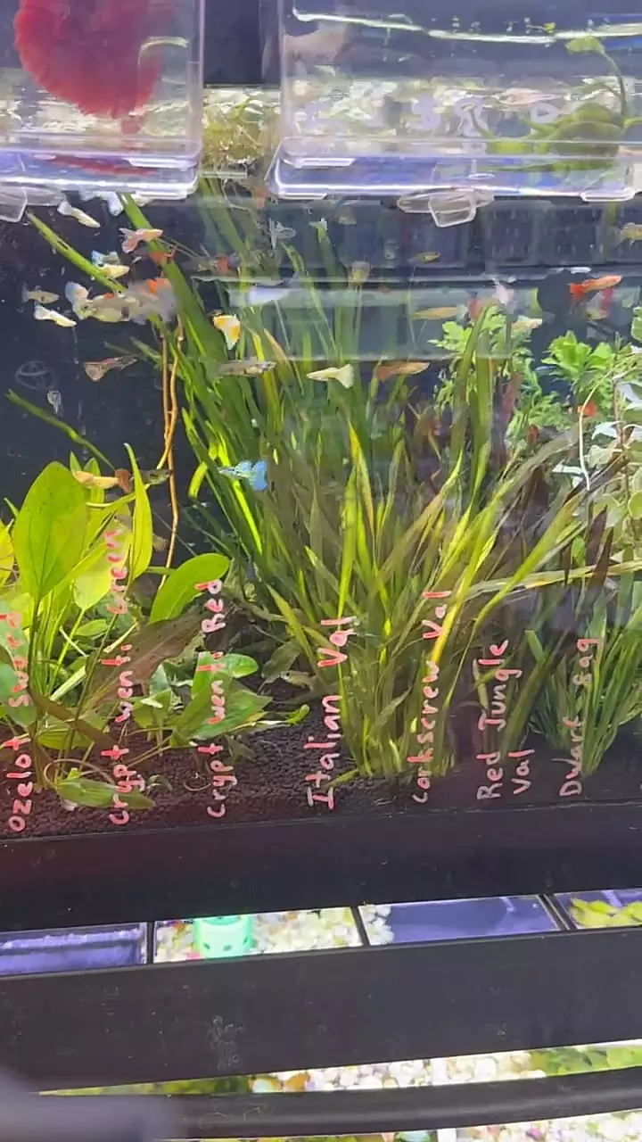 plant/Jungle Val 2 pack-0