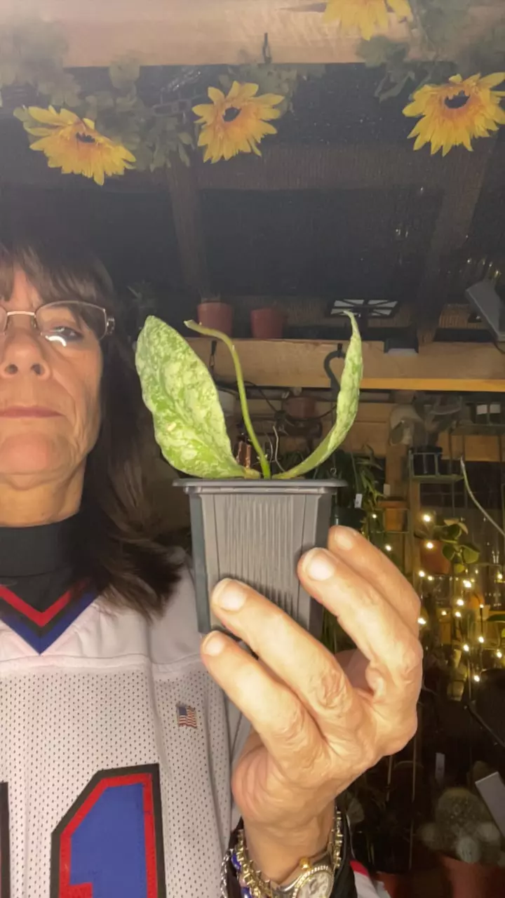 plant/Silver cloud-0