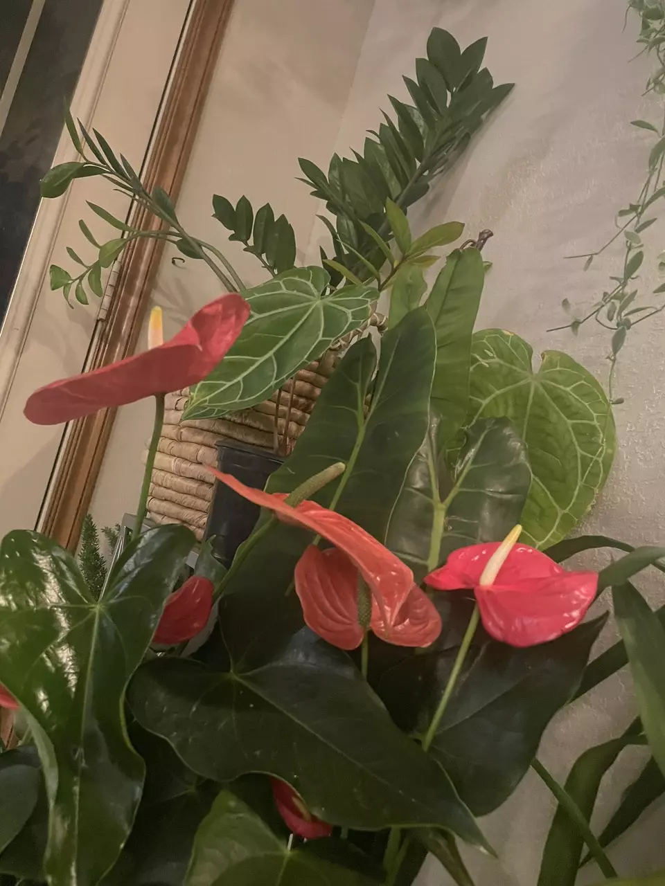 plant/Hoya cuttings-0