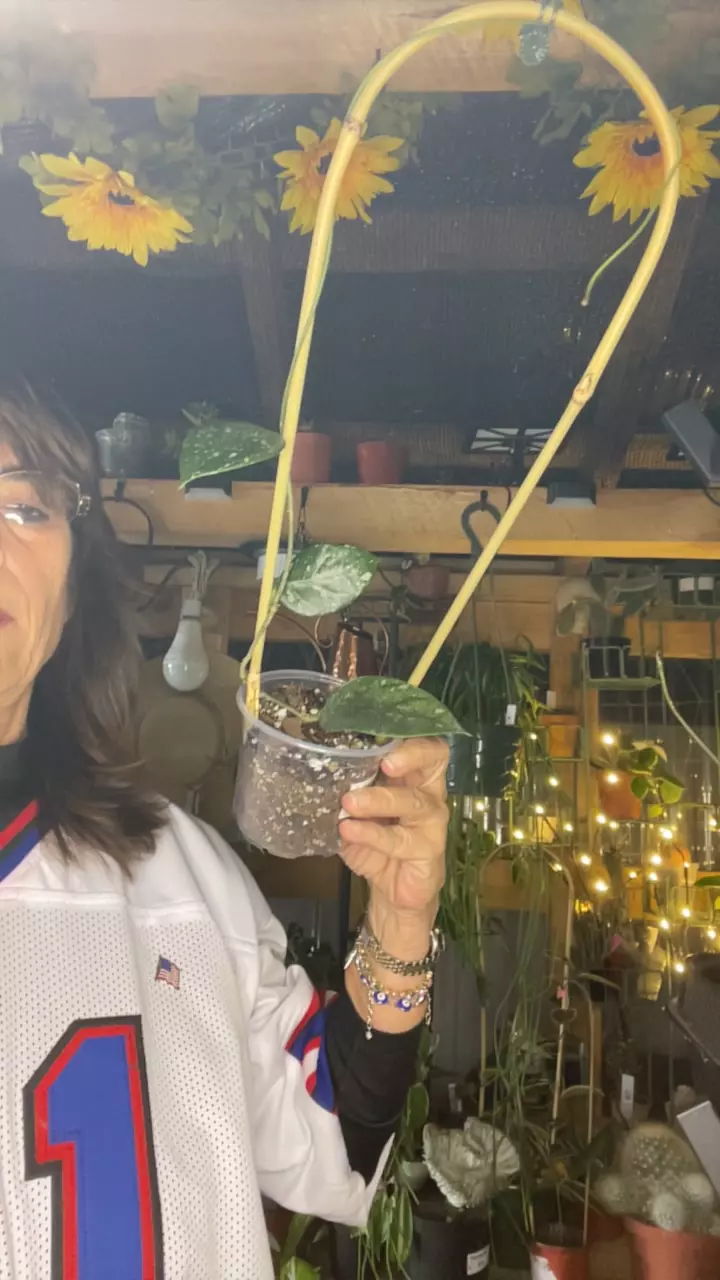 plant/Lai Chau splash-0