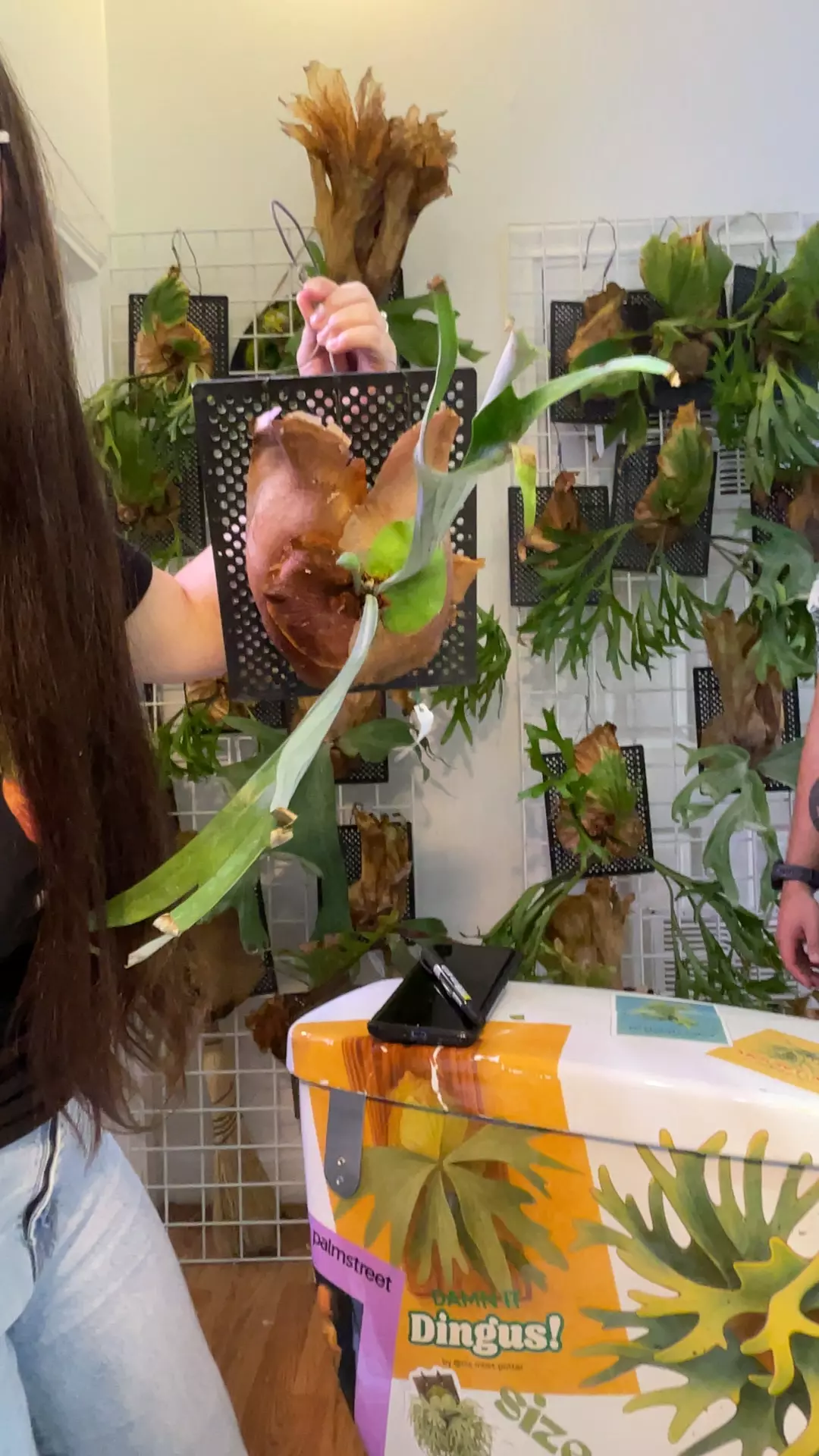 plant/Platycerium Alcicorne Africa large mounted-0