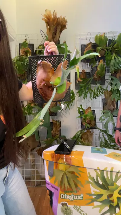 plant/Platycerium Alcicorne Africa large mounted-0-thumbnail