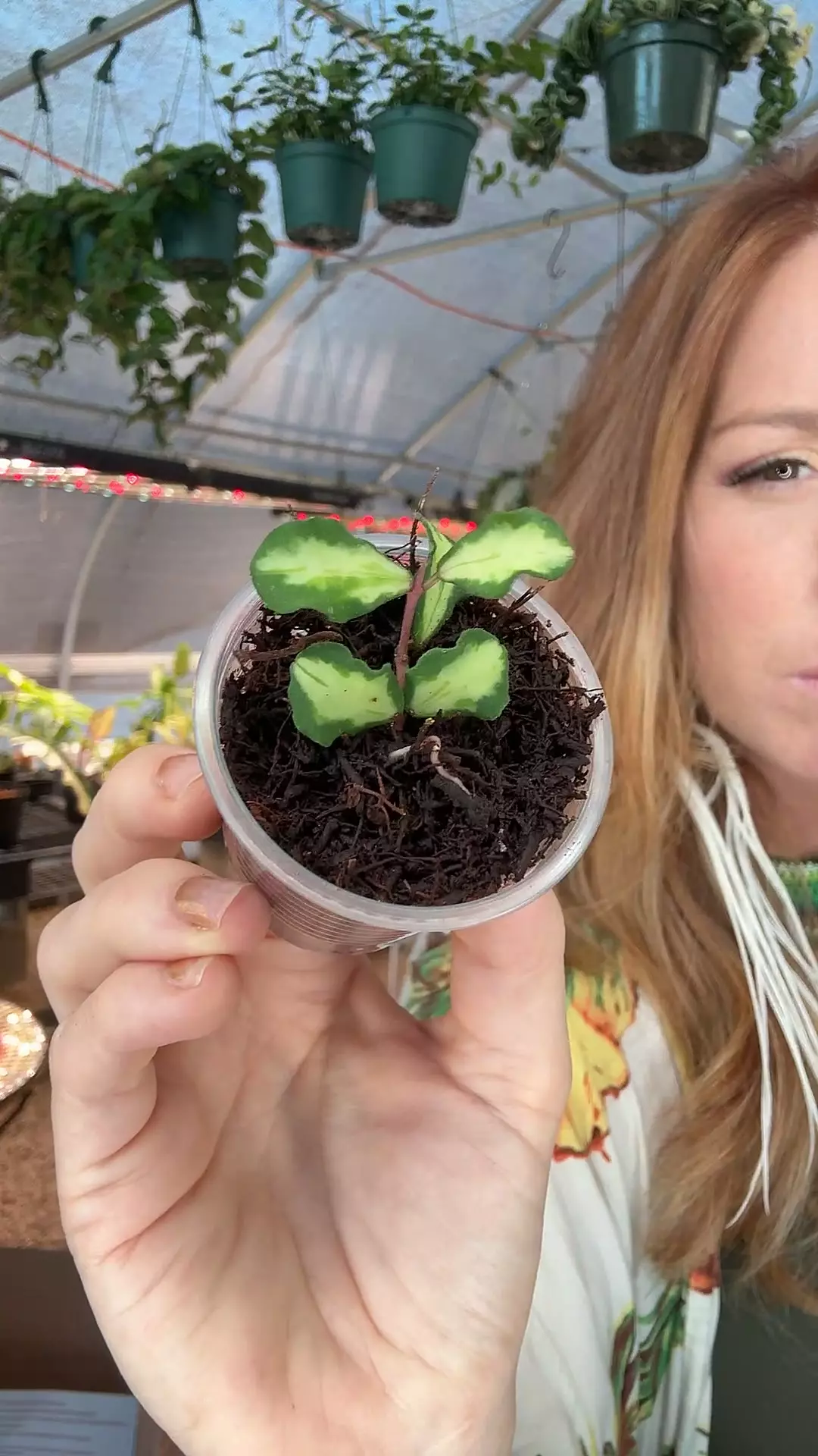 plant/PL8313: Kanyakumariana Inner Var-0