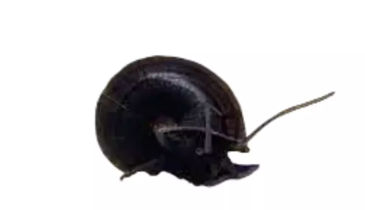 plant/Black Mystery Snail-0