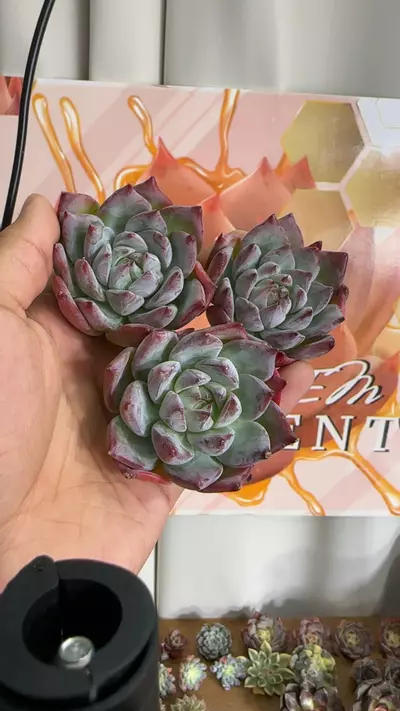 plant/Echeveria ‘Conan’-0-thumbnail
