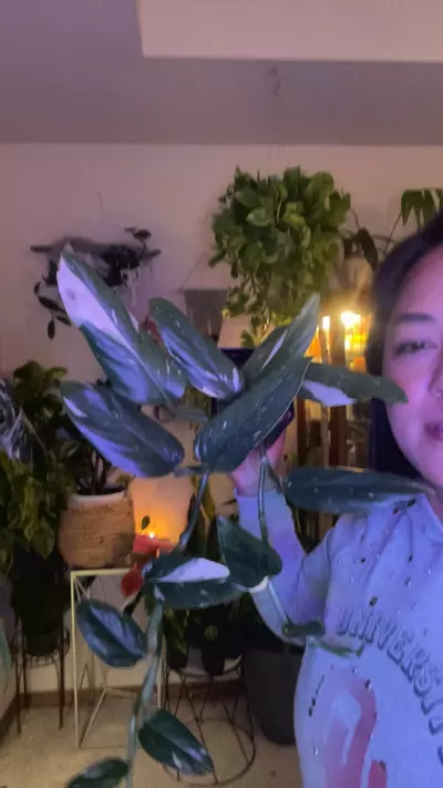 plant/Standelyana albo-0-thumbnail