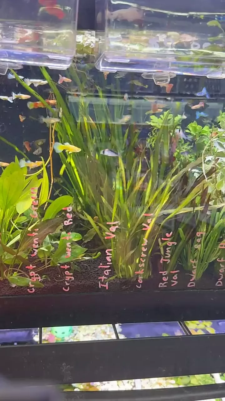 plant/Corkscrew Val 2 pack-0