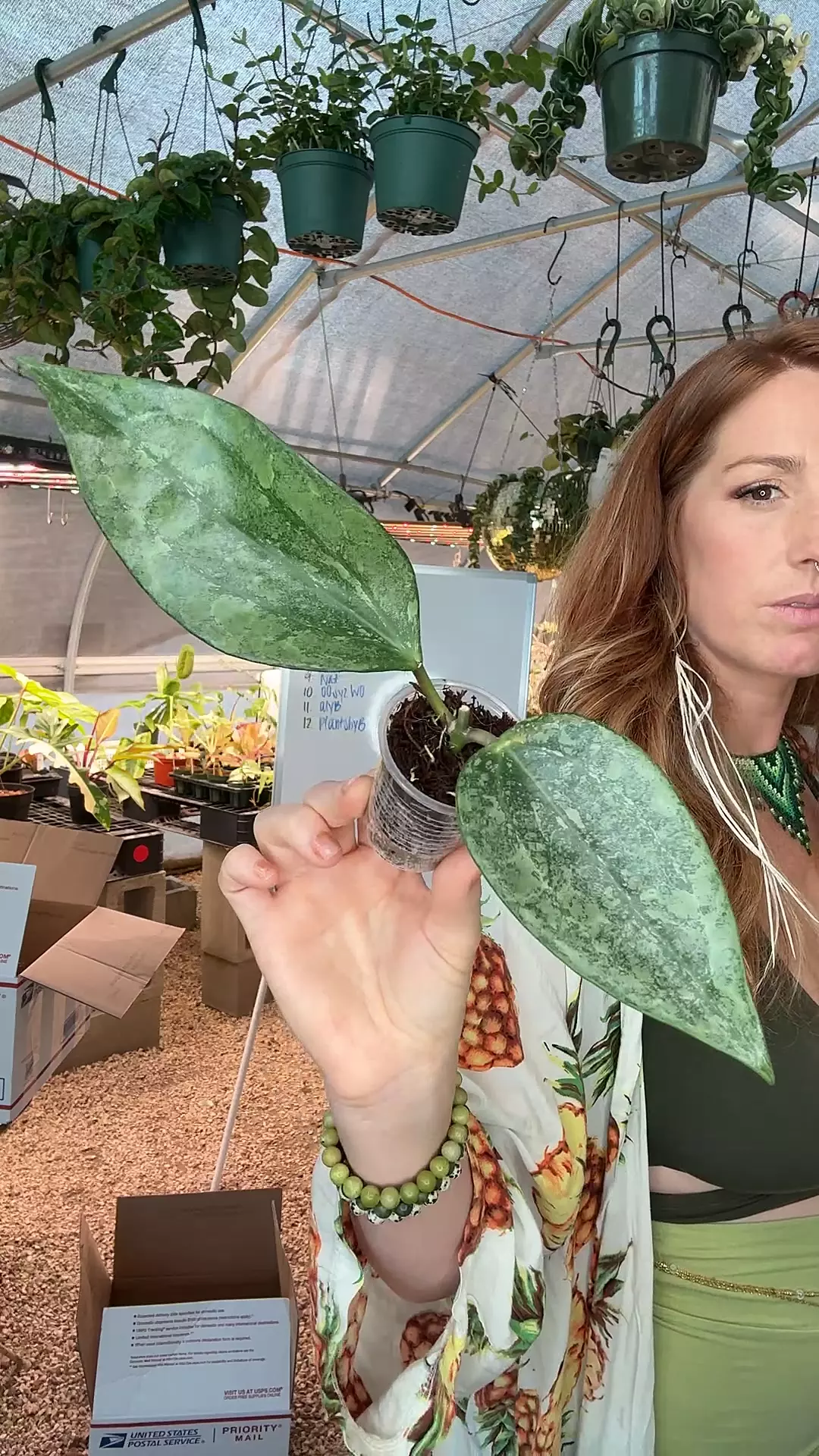 plant/PL8311: Perak Arimba Silver-0