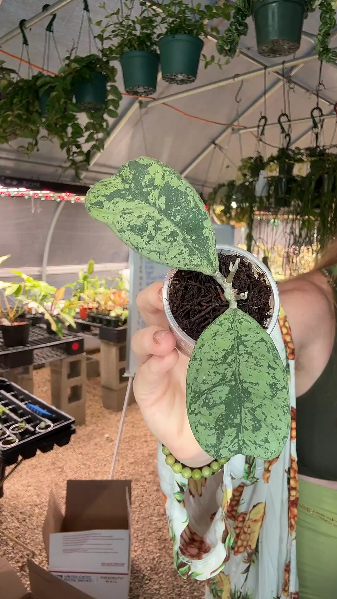 plant/PL8292: 1 inch Morning Dew-0