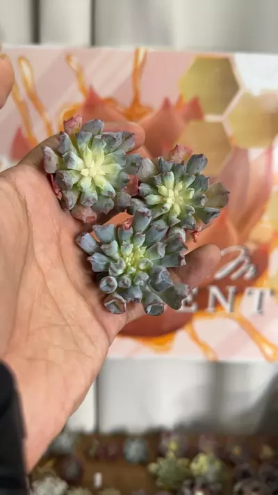 plant/Echeveria ‘Pig Nose’-0-thumbnail