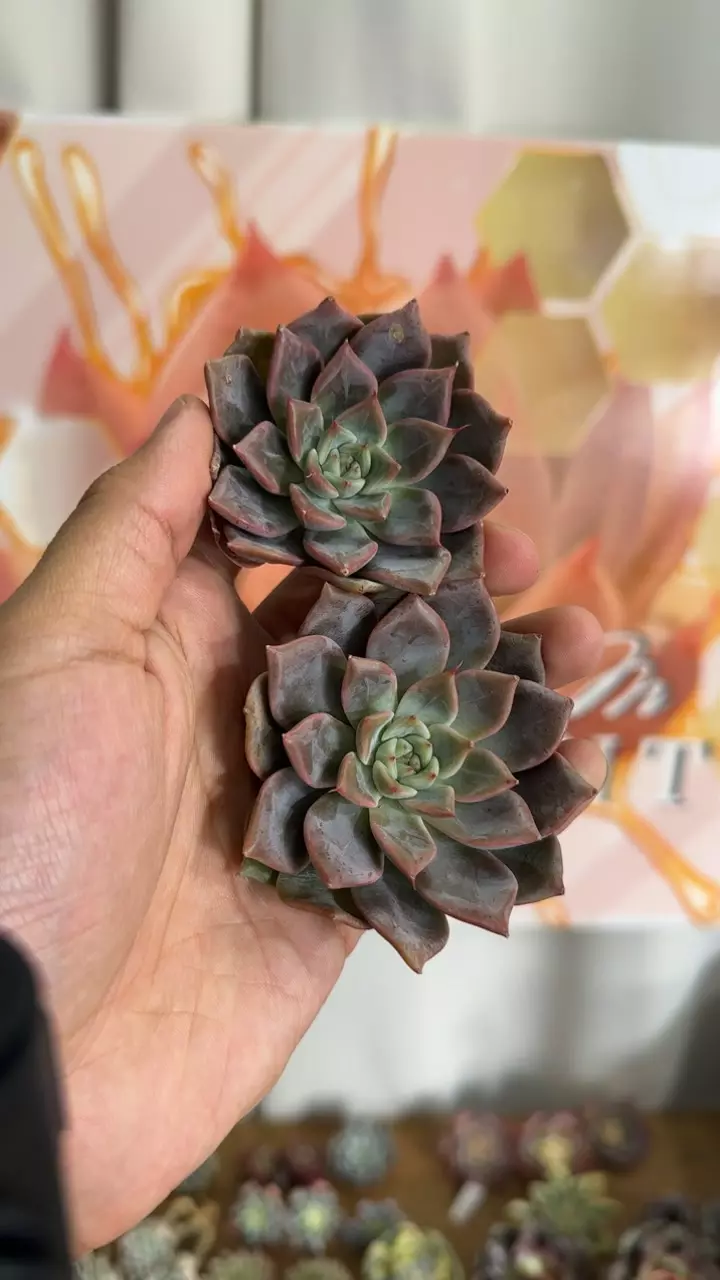 plant/Echeveria ‘Pings’-0