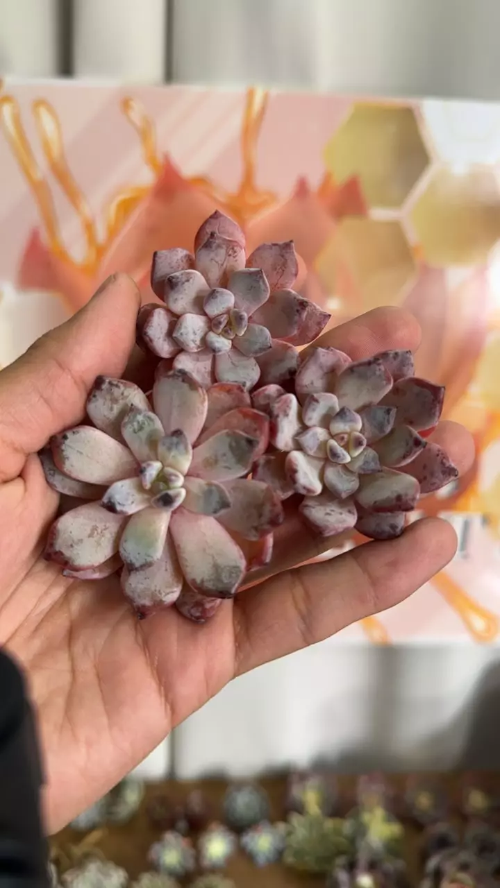 plant/Echeveria ‘Devolution’ Changhee Hyb-0