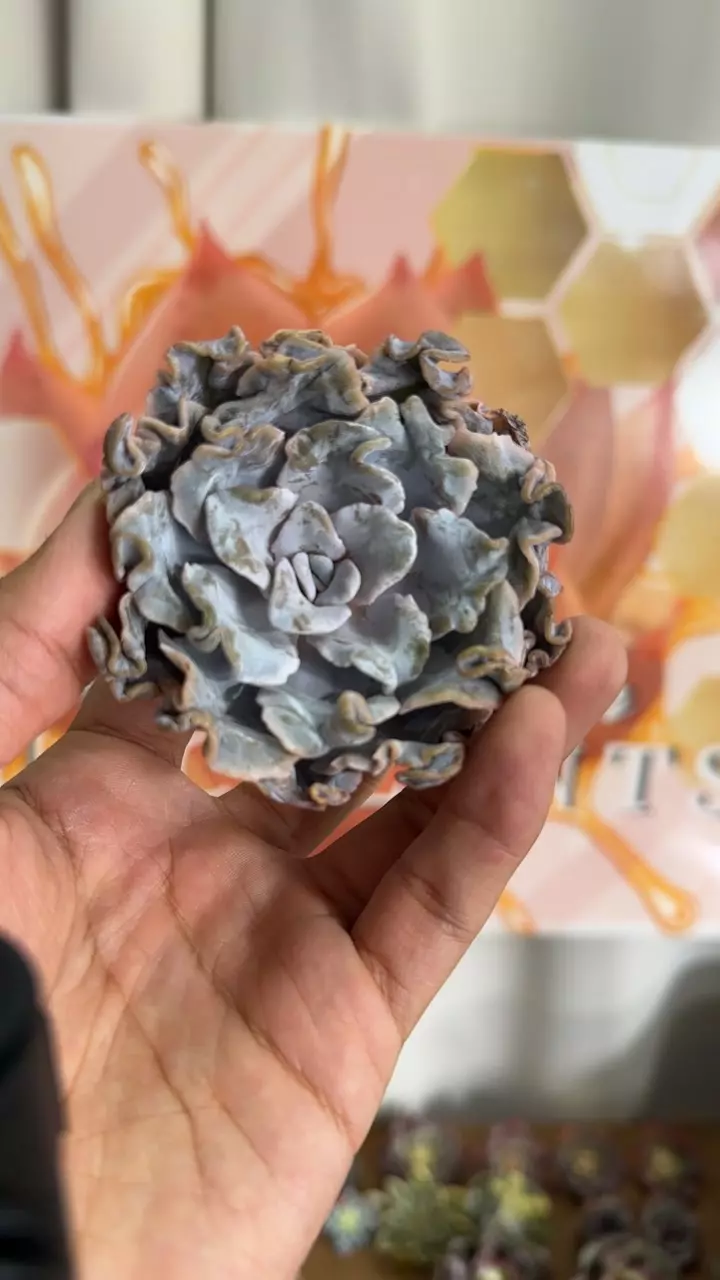 plant/Echeveria ‘Crispate Beauty’-0