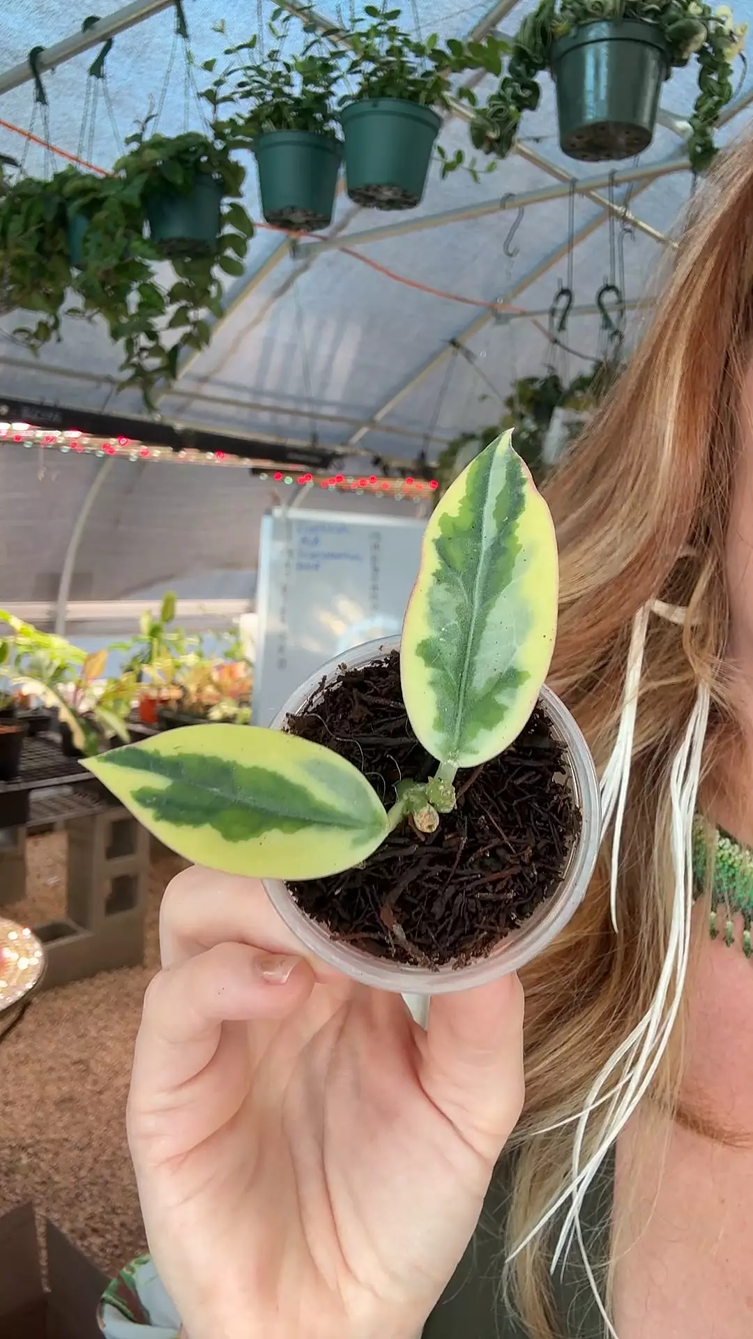 plant/PL8319: Hoya Emerald Frost-0