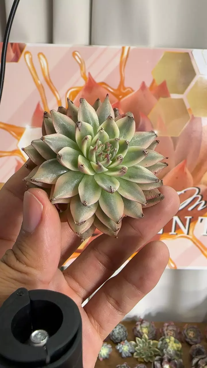 plant/xGraptoveria ‘Silver Star’ f. var-0