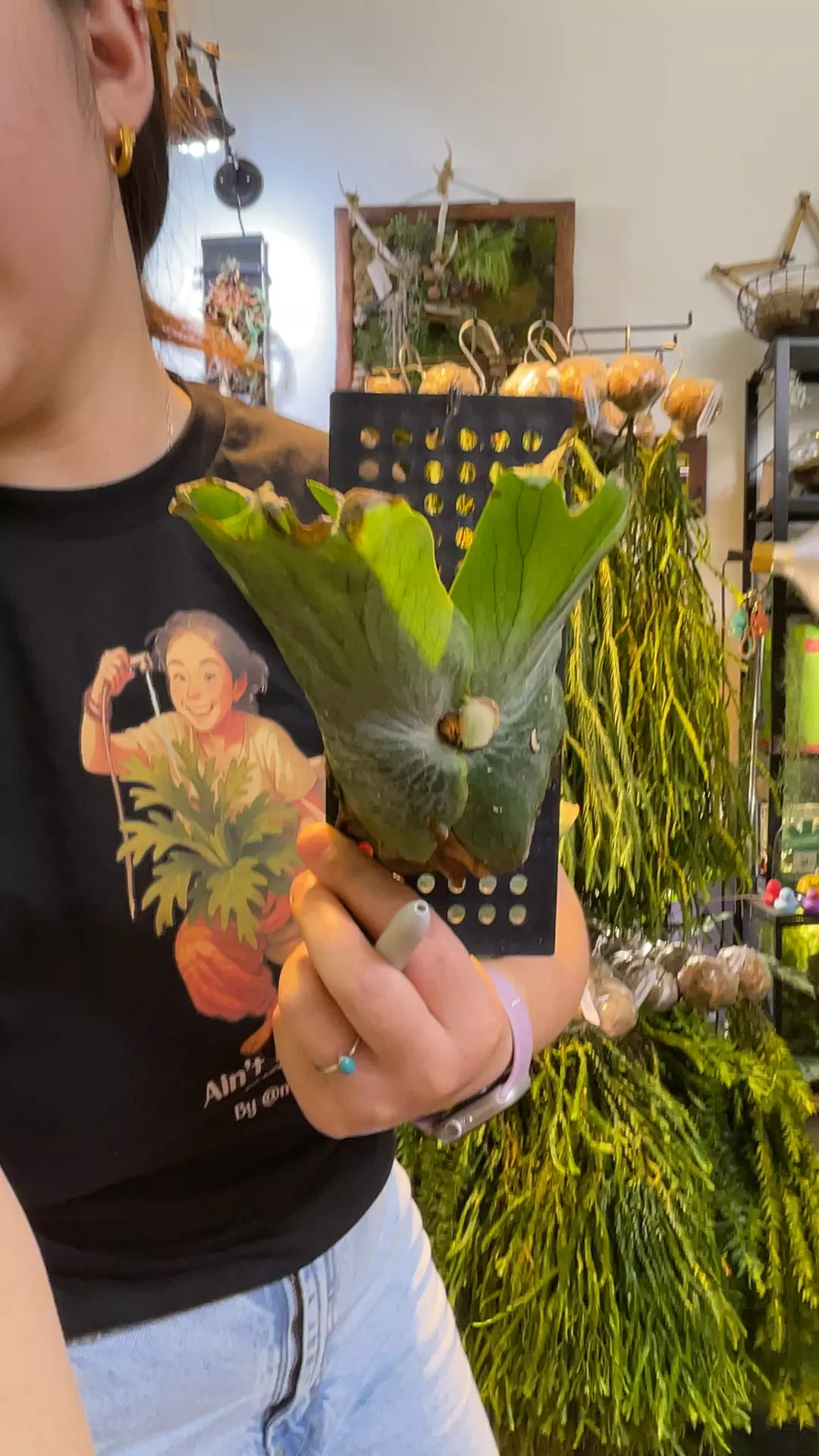 plant/Platycerium Wandae small-0