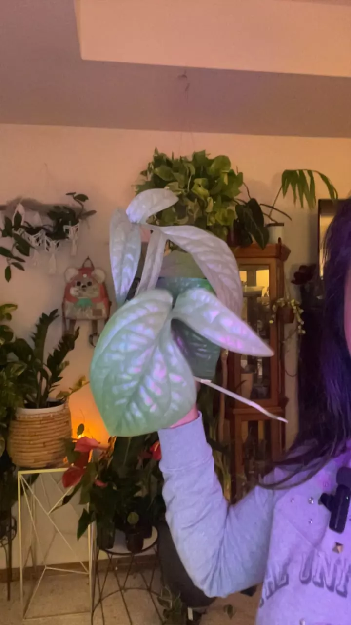 plant/Amydrian mint-0