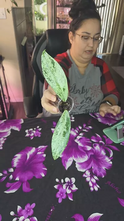 plant/publicalyx pink silver ghost-0-thumbnail