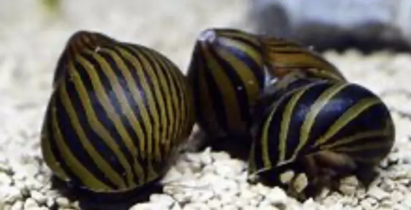plant/Nerite Snail-0