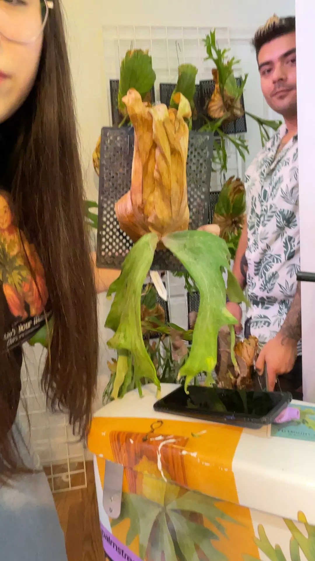 plant/Platycerium Wallichii medium mounted-0