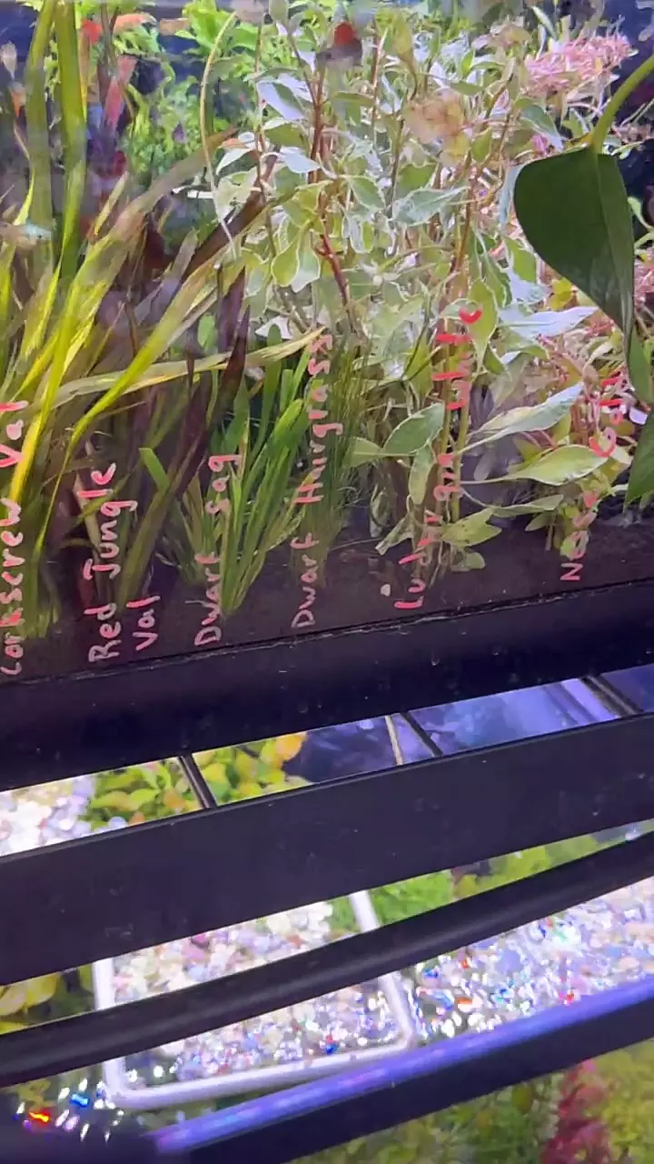 plant/Dwarf Hairgrass Clump-0