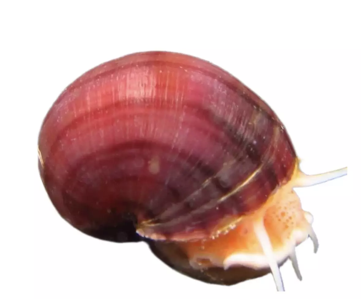 plant/Magenta Mystery Snail-0