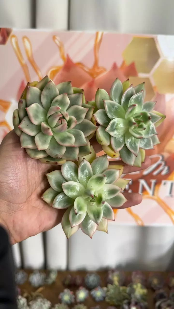 plant/Echeveria ‘Amestro’ f. var-0