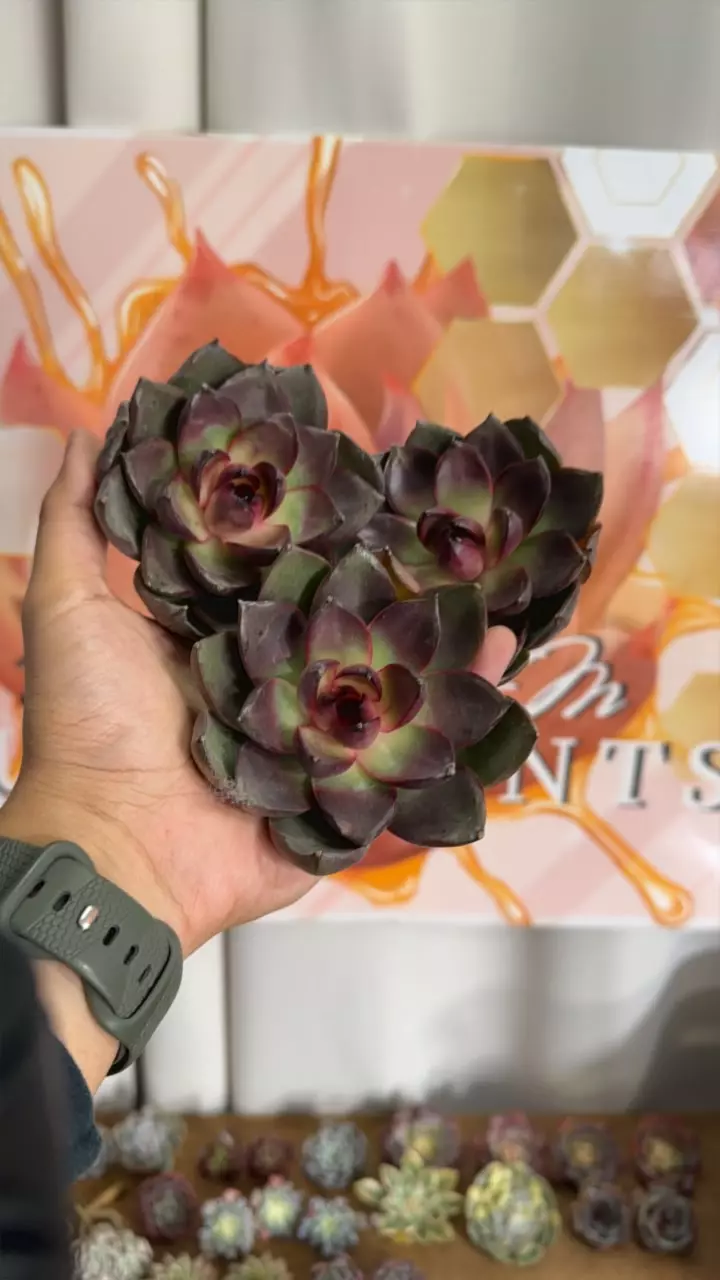 plant/Echeveria ‘Miyu Miyu’-0