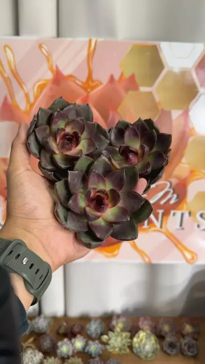 plant/Echeveria ‘Miyu Miyu’-0-thumbnail