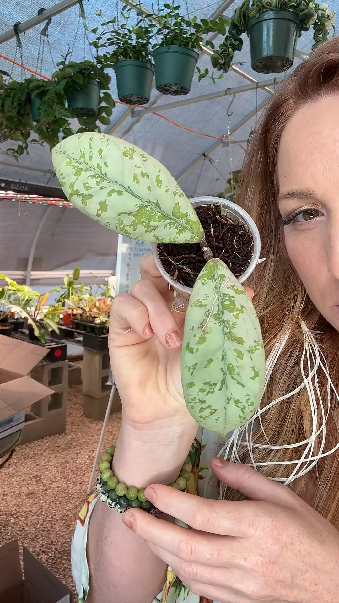 plant/PL8325: Hoya Lorelai-0