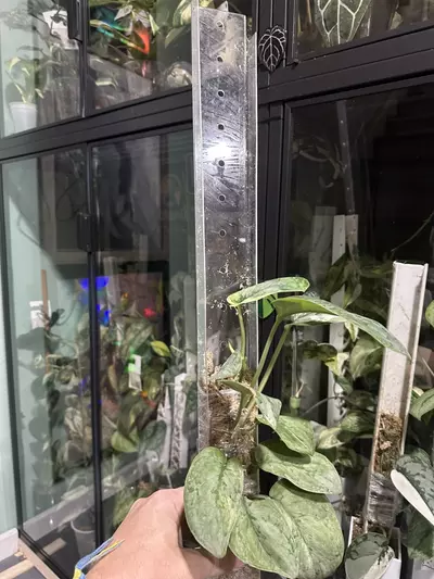 plant/24” Acrylic Moss Pole-0-thumbnail