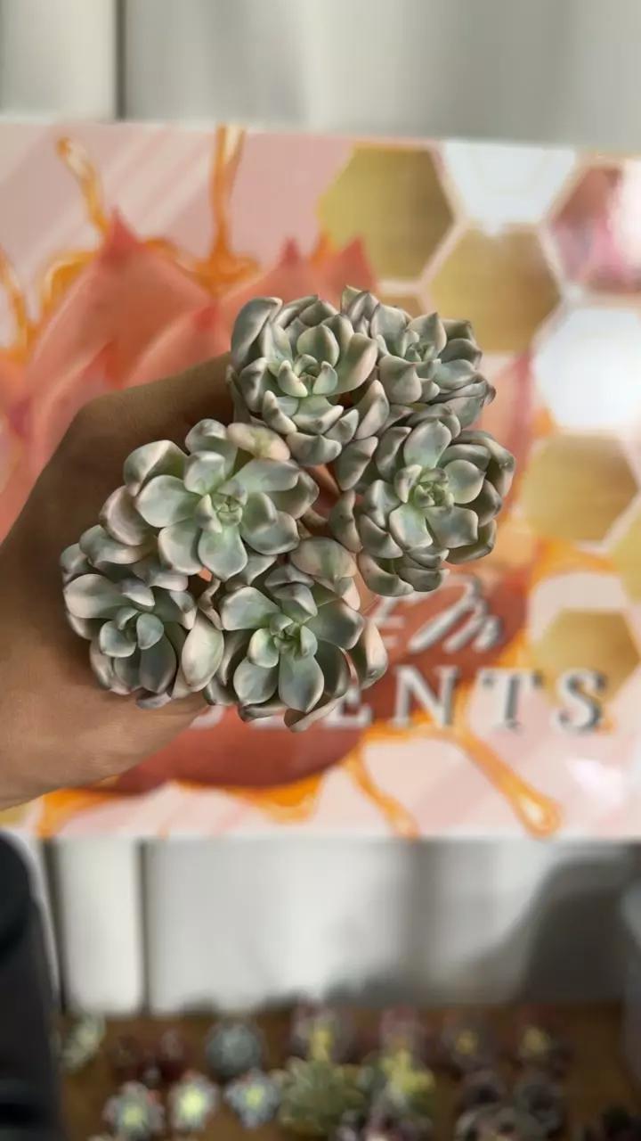 plant/Echeveria ‘Pretty in Pink’ f. var-0