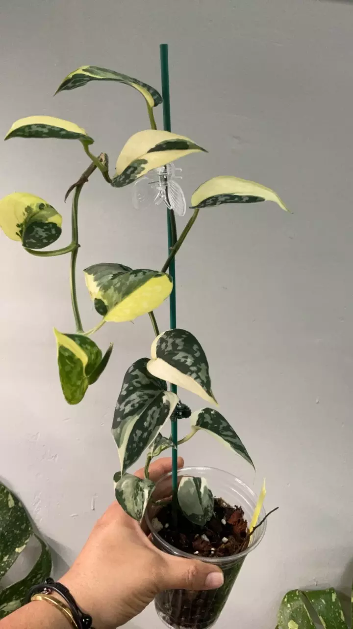 plant/3380 mayari xl-0