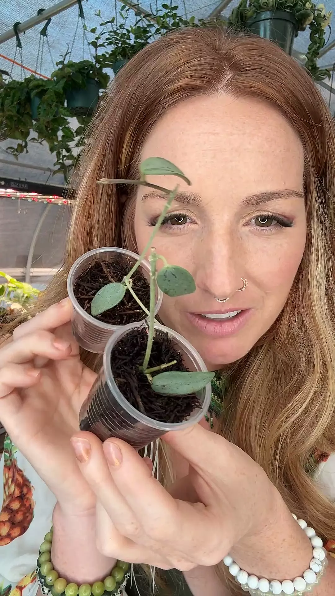 plant/small Lima Silver (lovers choice)-0