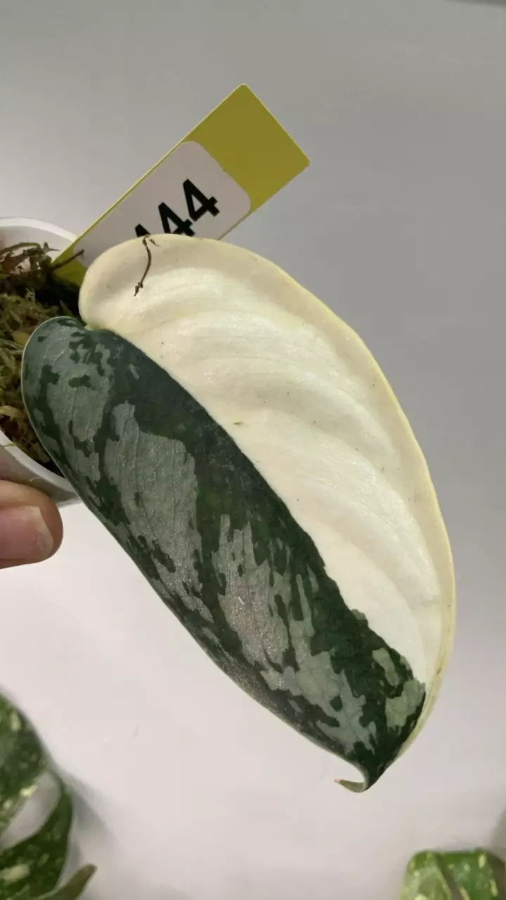 plant/3444 mariposa-0