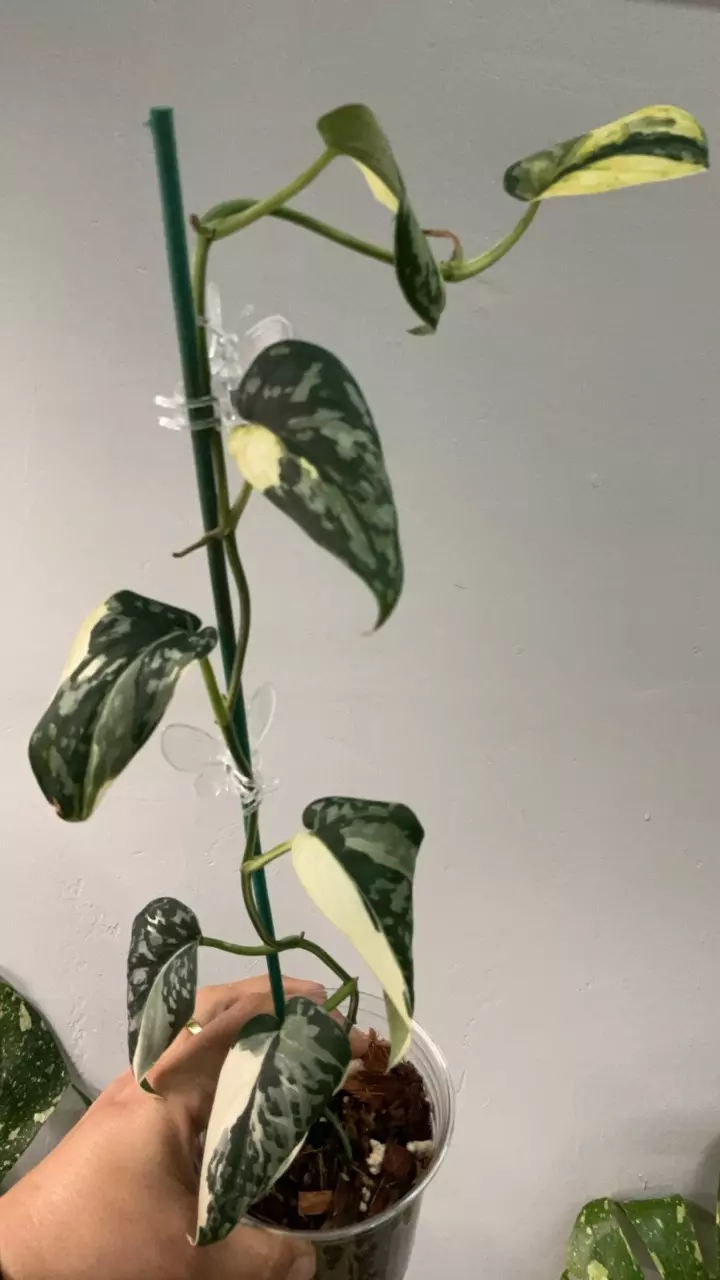 plant/3476 mayari var-0