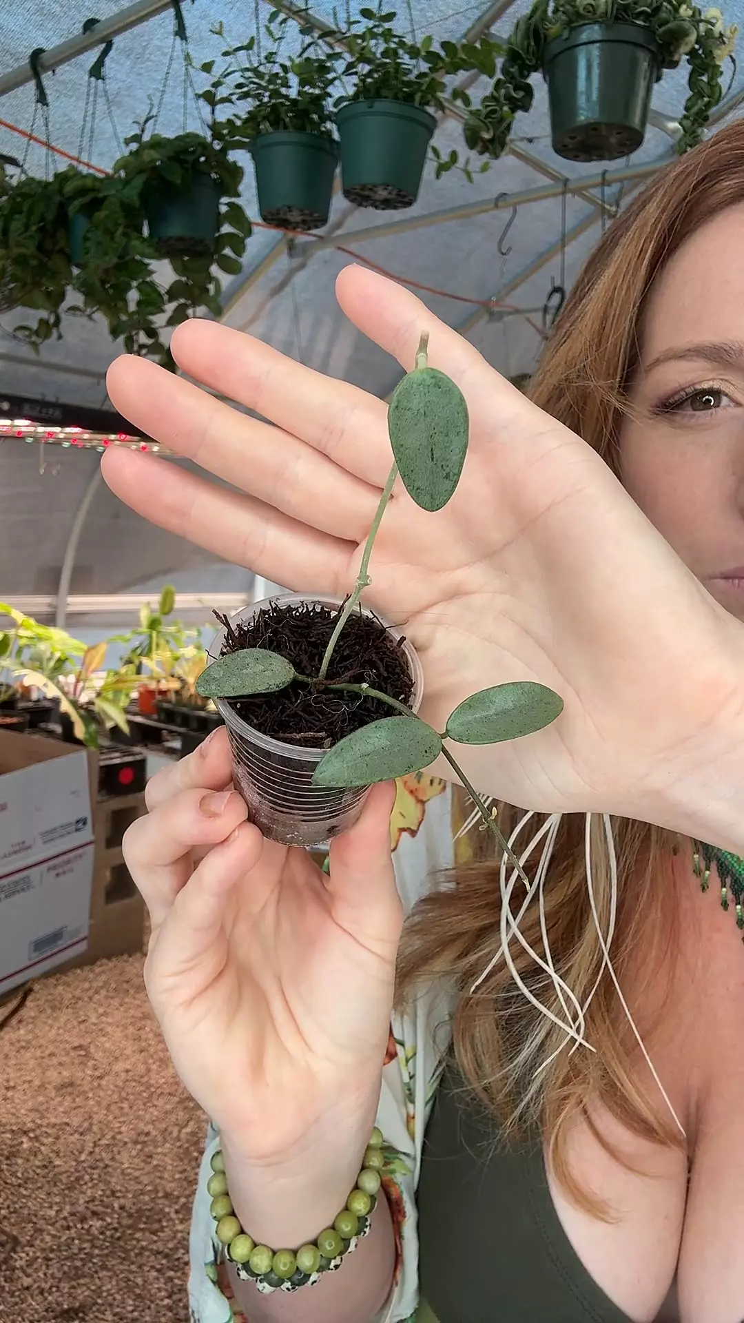 plant/PL8316: Lima Silver-0