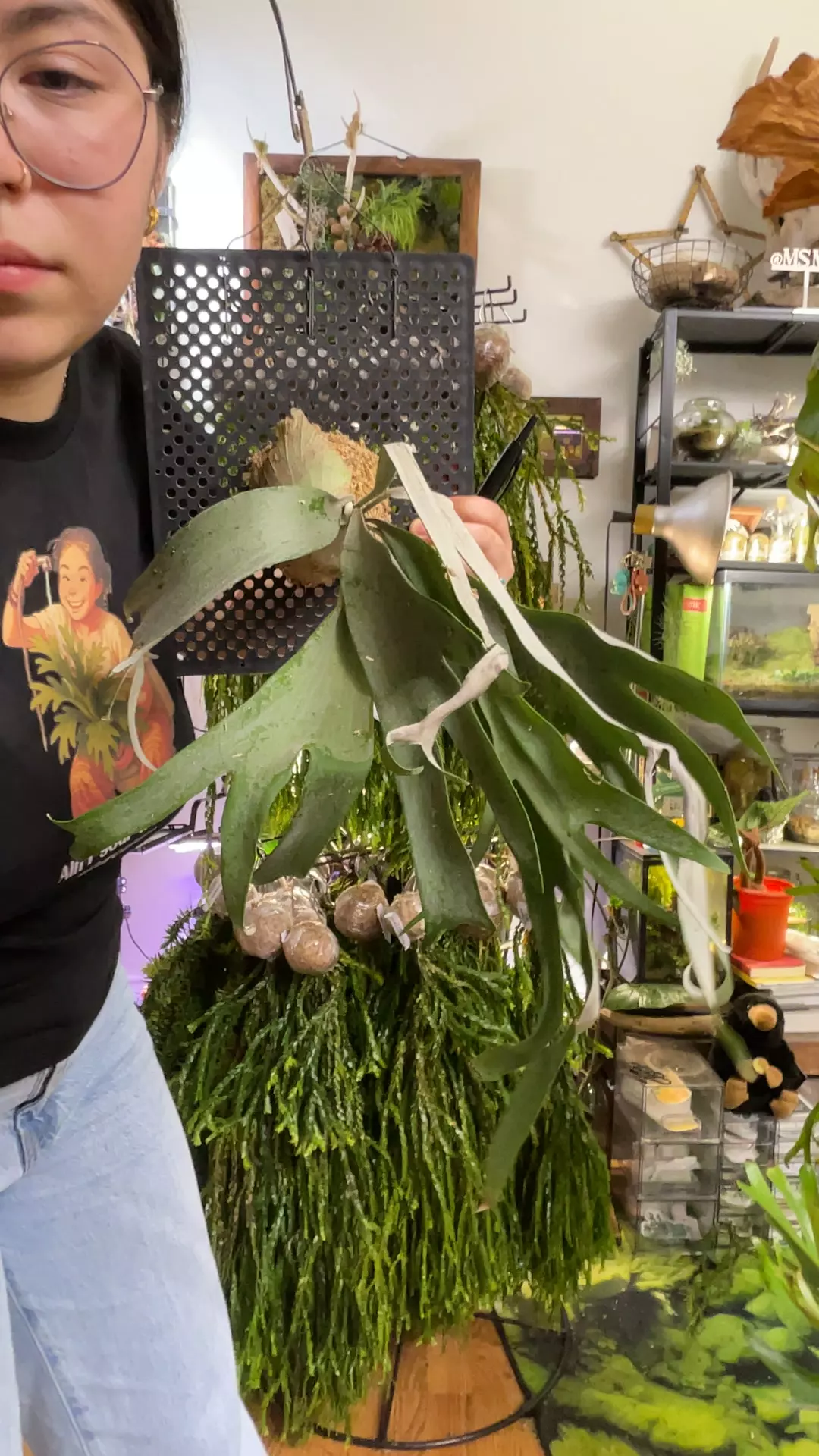 plant/Platycerium North Monkey large mounted-0