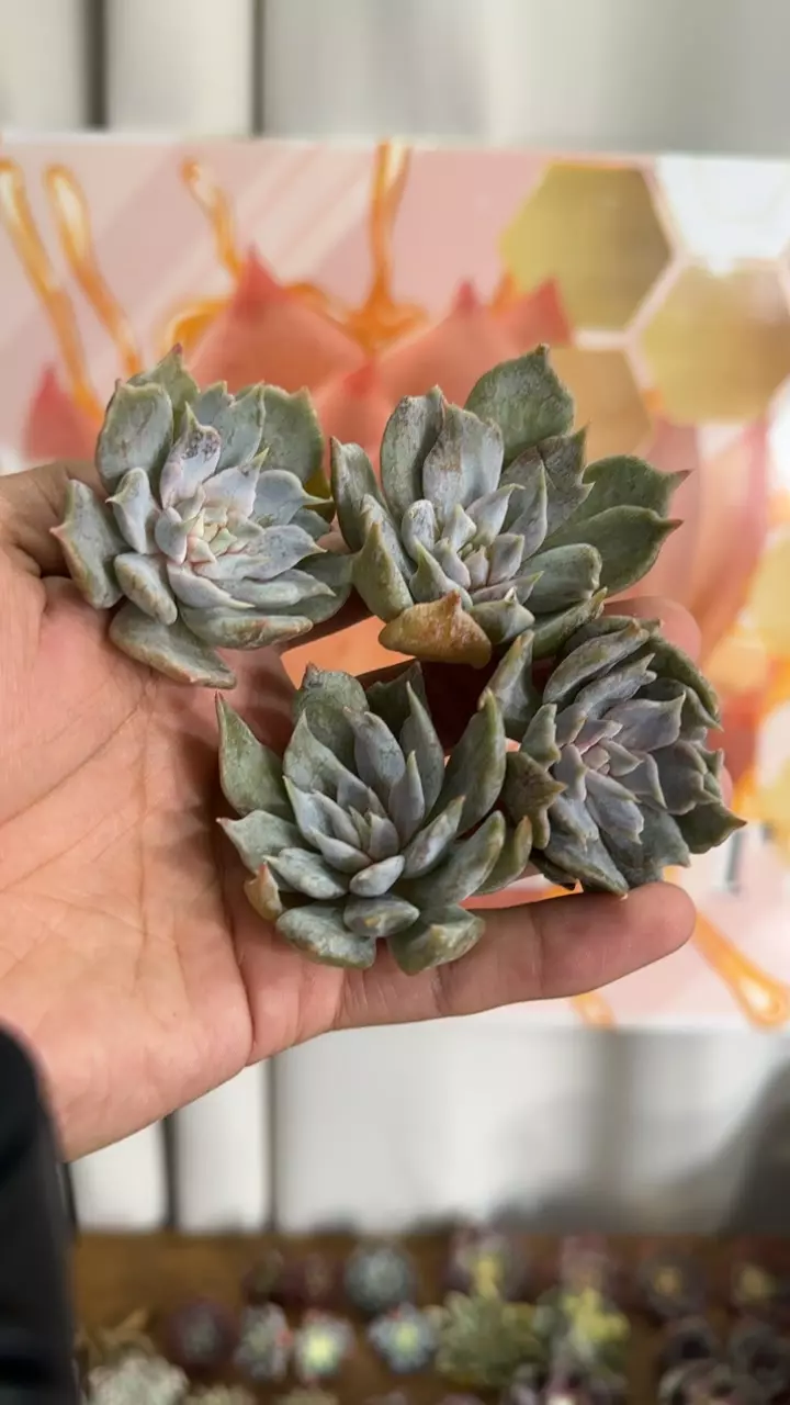 plant/Echeveria ‘Vampire’-0