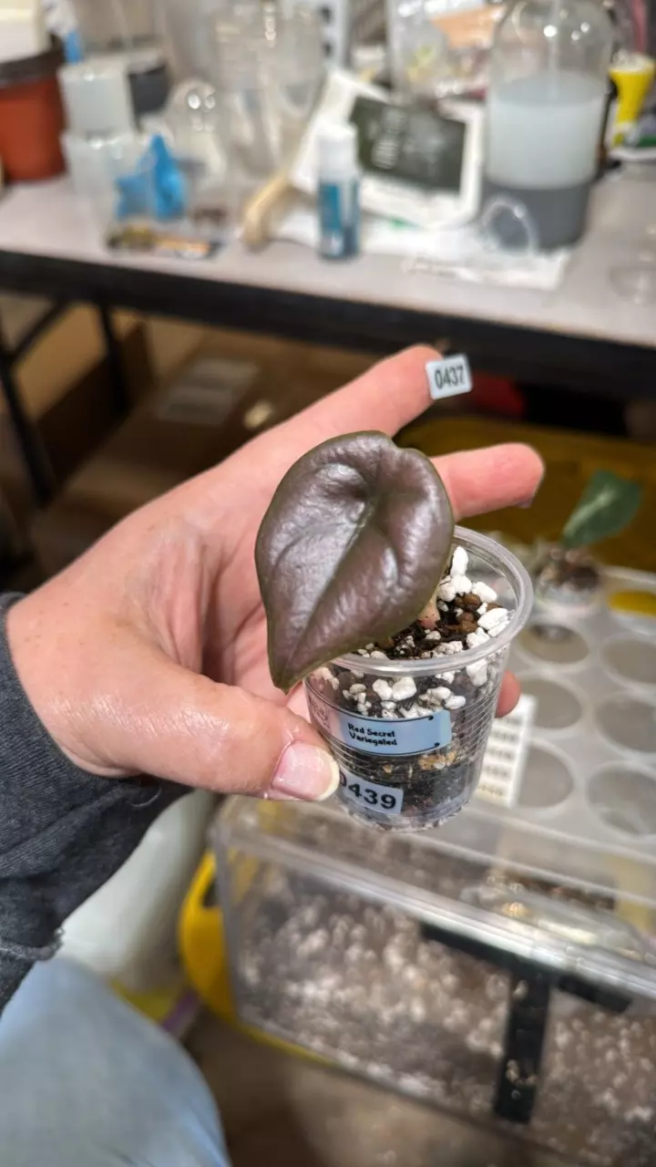 plant/439 red secret variegated spider-0