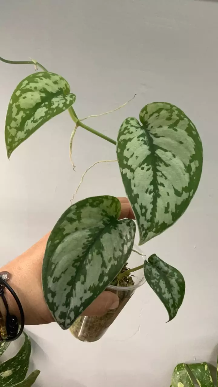 plant/3477 reverted mariposa-0