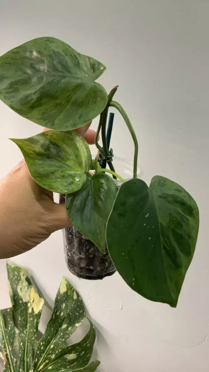 plant/3472 heartleaf var-0