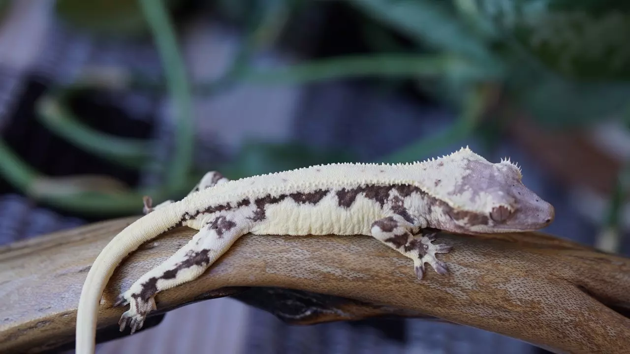 plant/27 - Poss Female Frapp-0