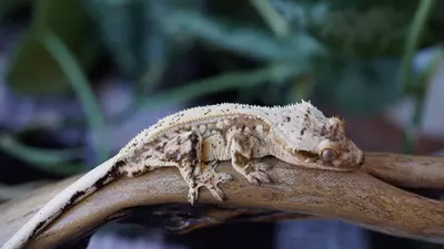 plant/28 - Drippy Yellow Pin Male-0-thumbnail