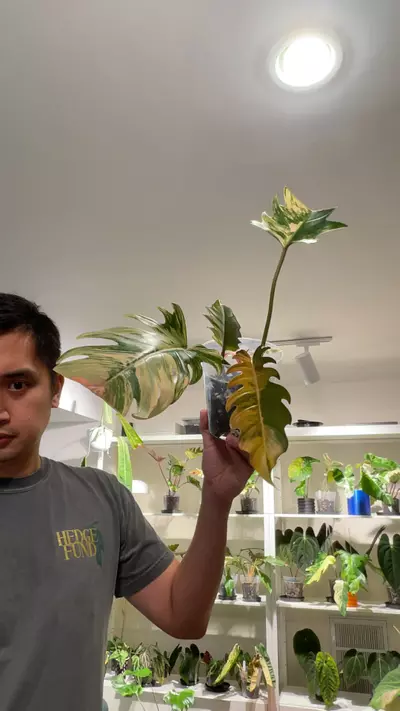 plant/(EJHN) - P. Caramel Marble-0-thumbnail