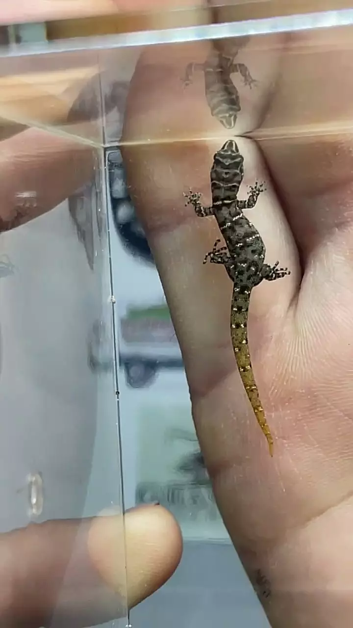 plant/Island Least micro gecko-0
